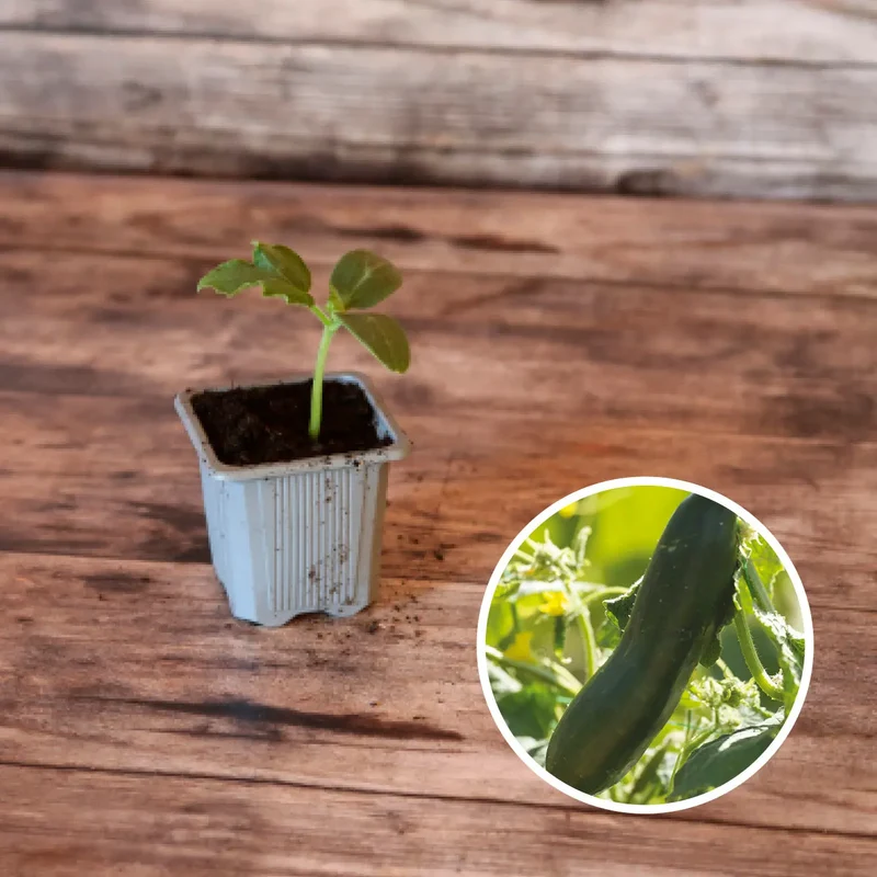CONCOMBRE VERT LONG MARAÎCHER AB - PLANT