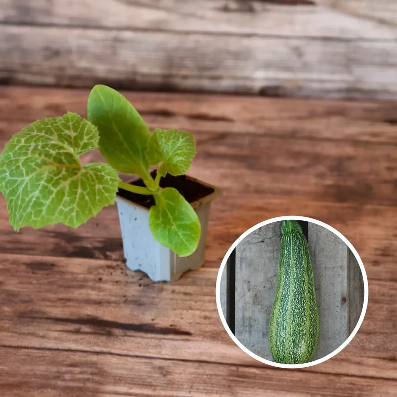 COURGETTE GRISETTE DE PROVENCE AB - PLANT