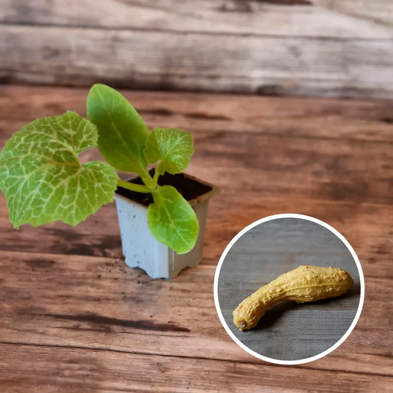 SÉLECTION "CURIOSITES A PLANTER"