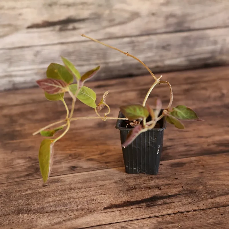 SÉLECTION "CURIOSITES A PLANTER"