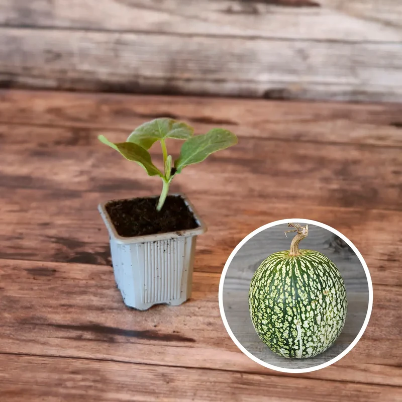 SÉLECTION "GRANDES CURIOSITES A PLANTER"