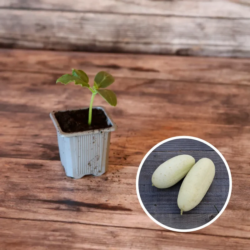 SÉLECTION "GRANDES CURIOSITES A PLANTER"