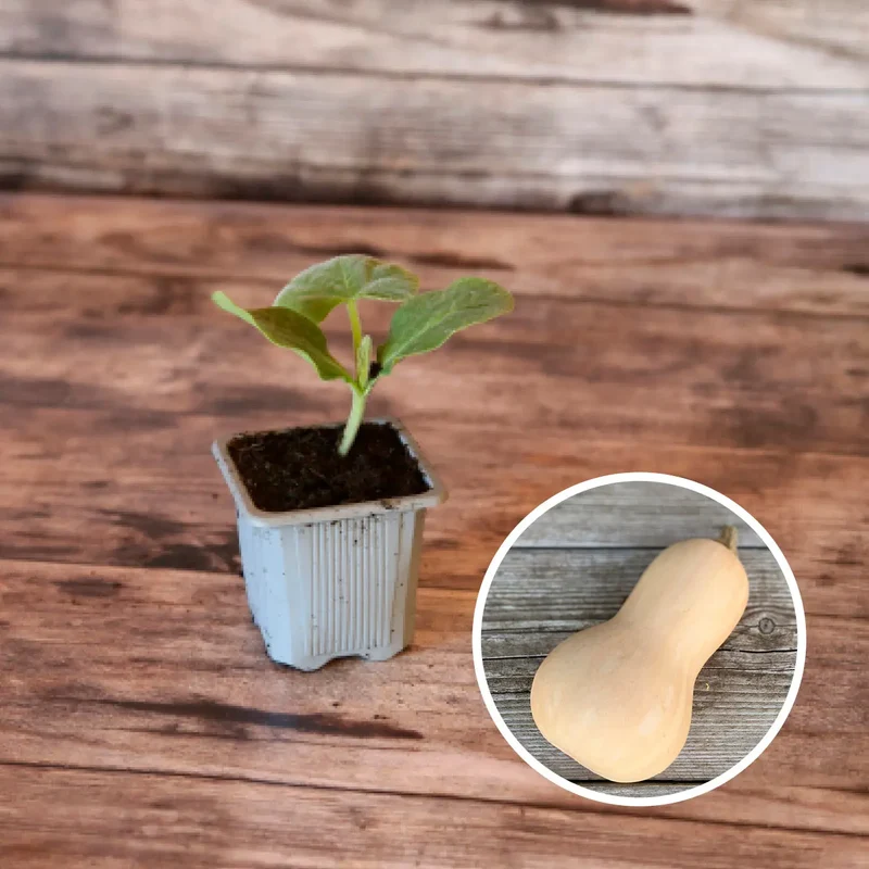 COURGE MUSQUÉE BUTTERNUT AB - PLANT