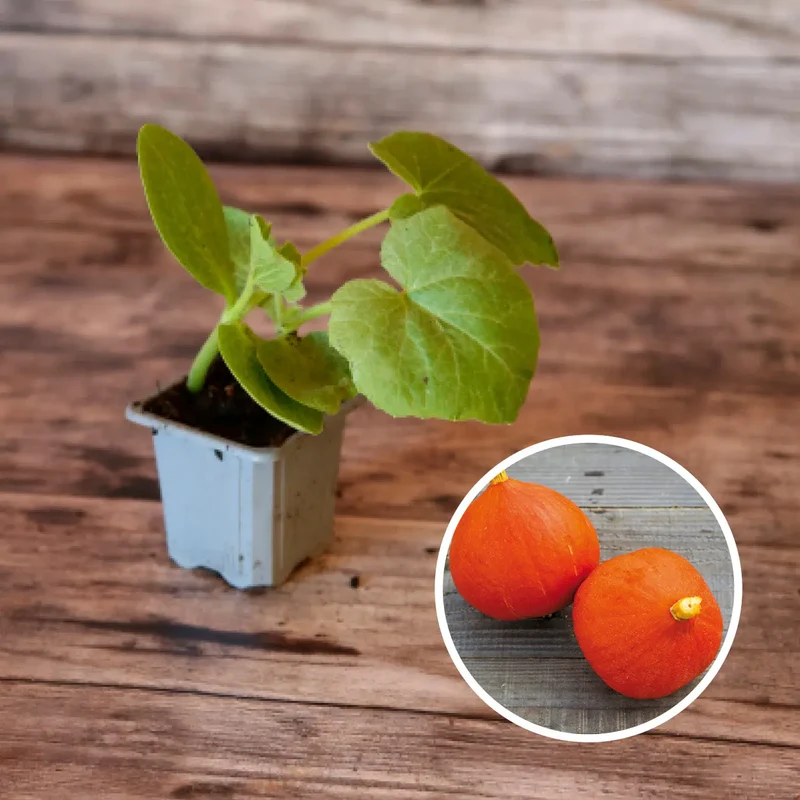 SÉLECTION "COURGE-MOI SI TU PEUX"
