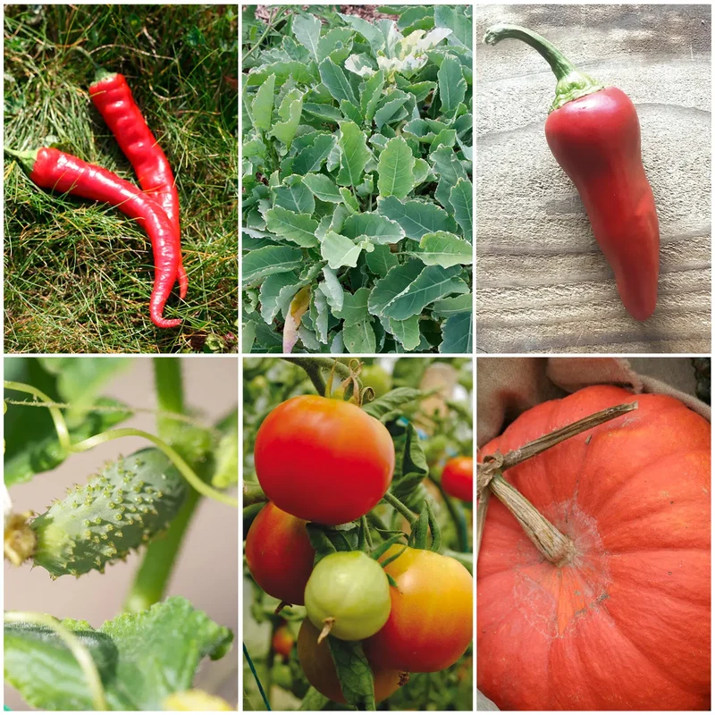 SÉLECTION "FRENCH TOUCH DU POTAGER"