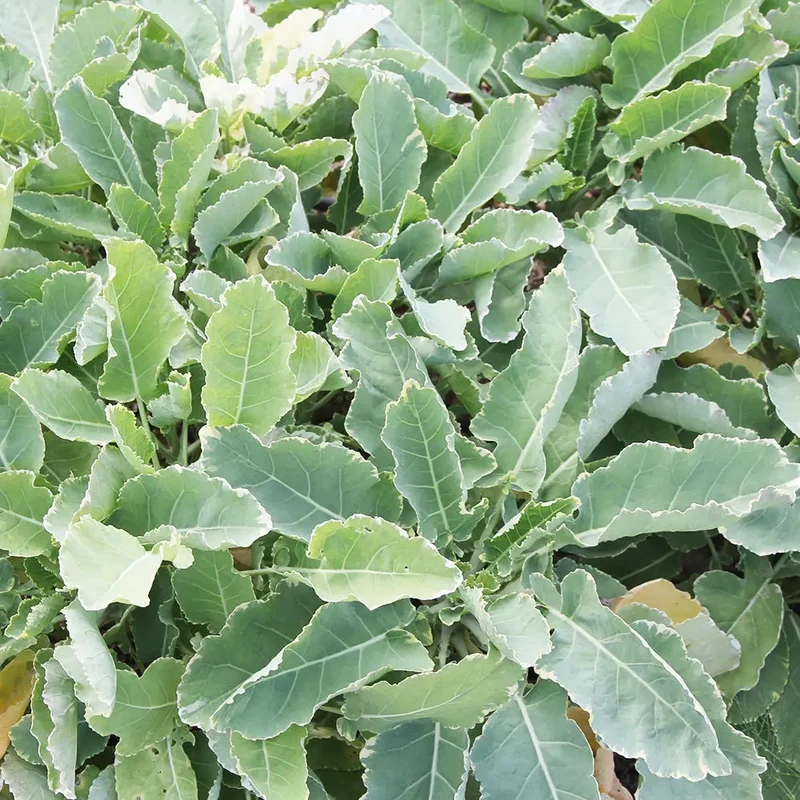 CHOU PERPÉTUEL DAUBENTON AB - PLANT