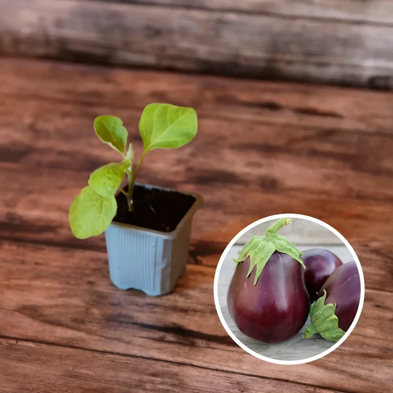 SÉLECTION "LE POTAGER VOYAGEUR"