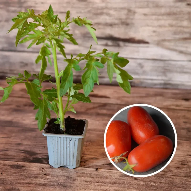 SÉLECTION "LE POTAGER VOYAGEUR"