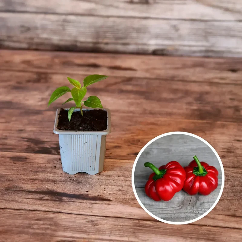 SÉLECTION "CARRE POTAGER GOURMAND"