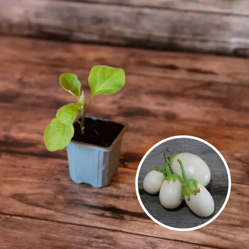 AUBERGINE BLANCHE RONDE À ŒUF AB - PLANT