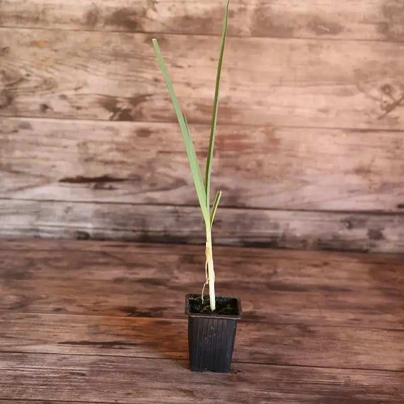 POIREAU PERPÉTUEL AB - PLANT