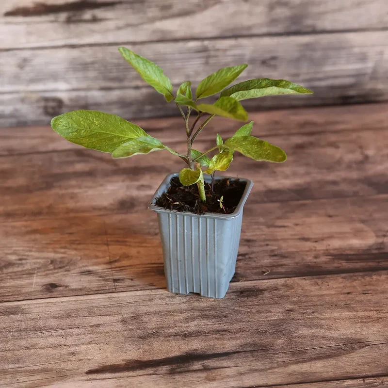POIRE MELON AB - PLANT