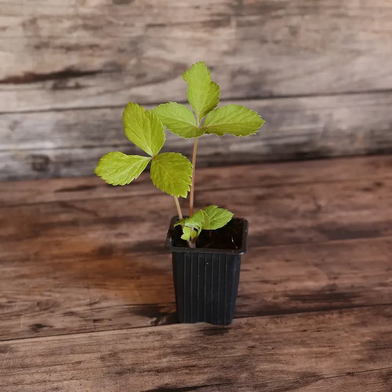 ANGELIQUE AB - PLANT