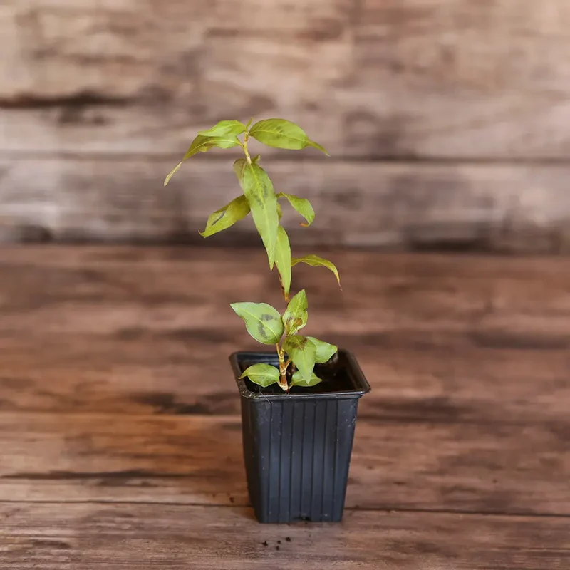 CORIANDRE VIETNAMIENNE - PLANT
