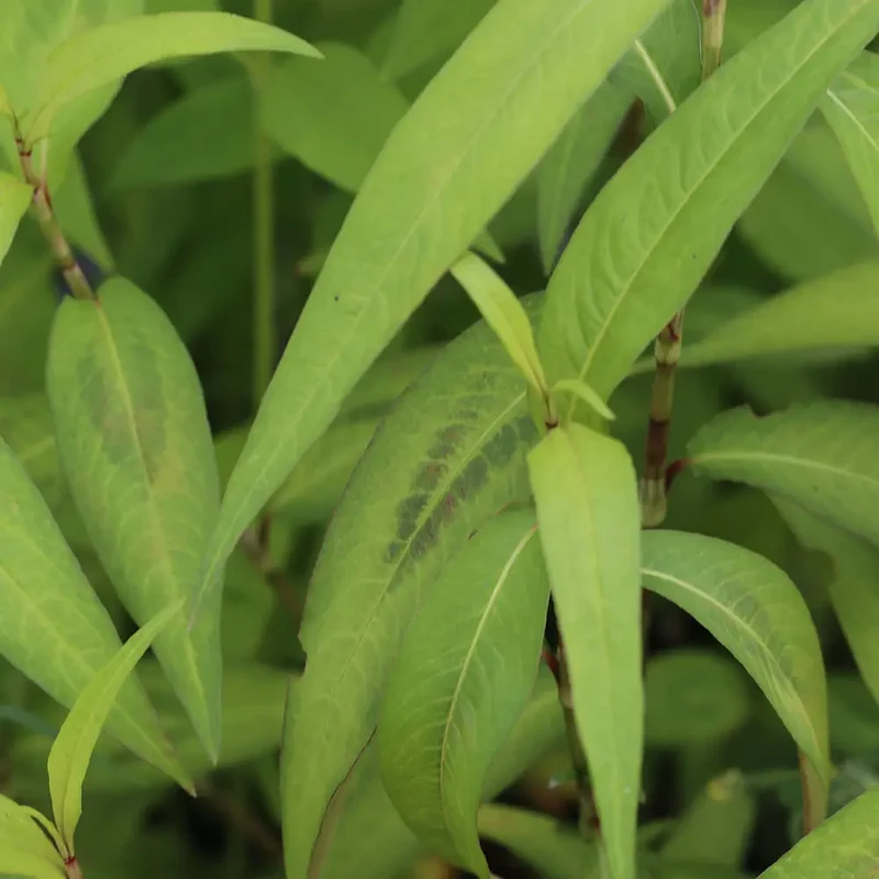CORIANDRE VIETNAMIENNE - PLANT