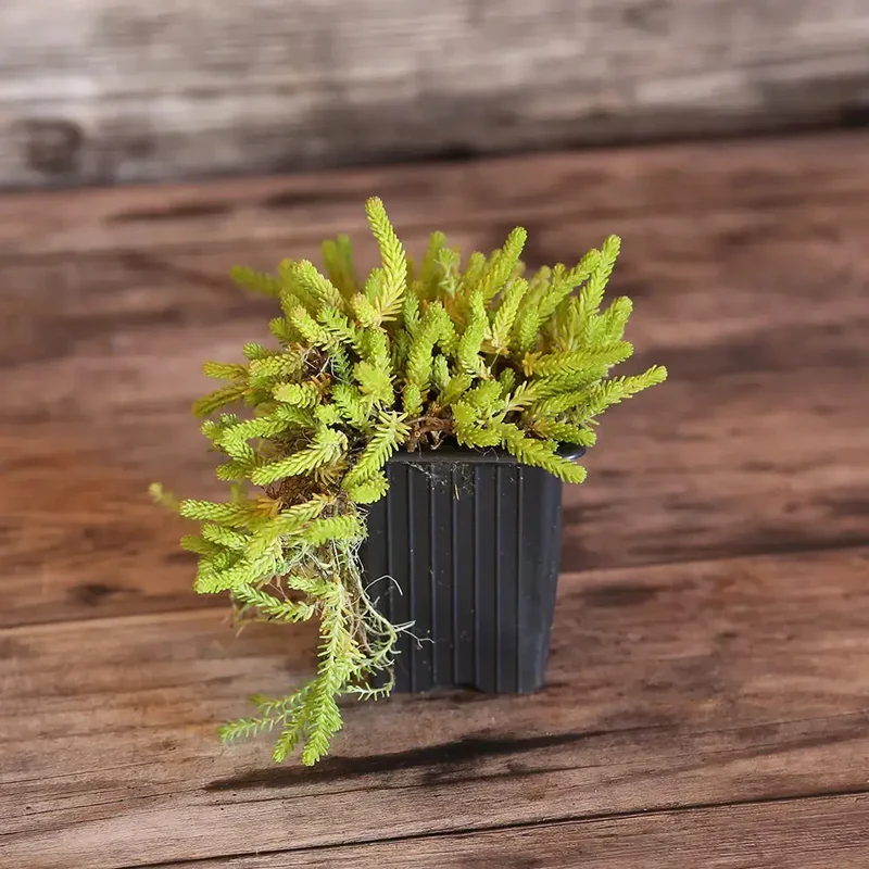 SEDUM ACRE POIVRE DES MURAILLES AB - PLANT