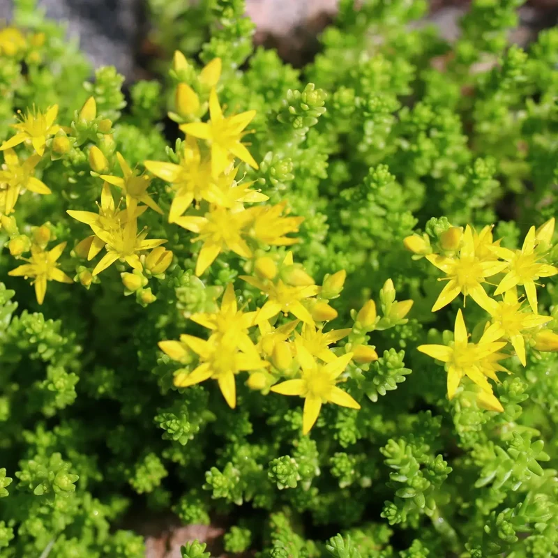 SEDUM ACRE POIVRE DES MURAILLES AB - PLANT