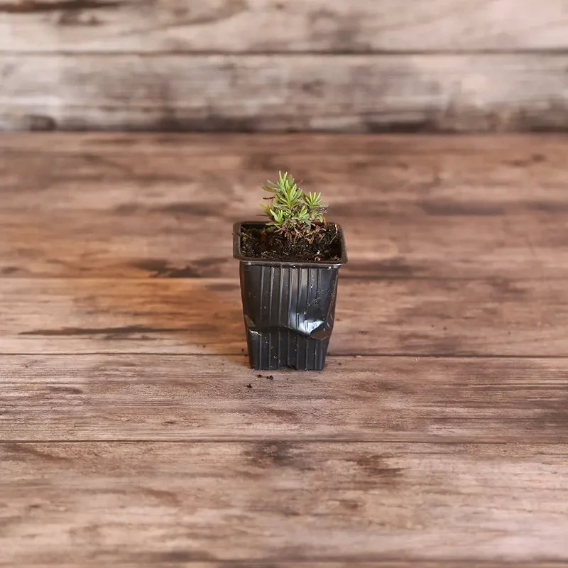 LAVANDE OFFICINALE AB - PLANT