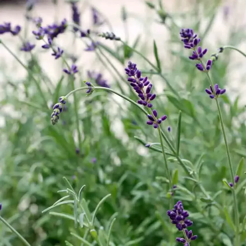 LAVANDE OFFICINALE AB - PLANT