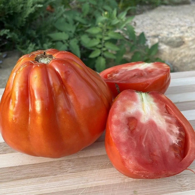 Tomate cœur de bœuf de Nice - Bio