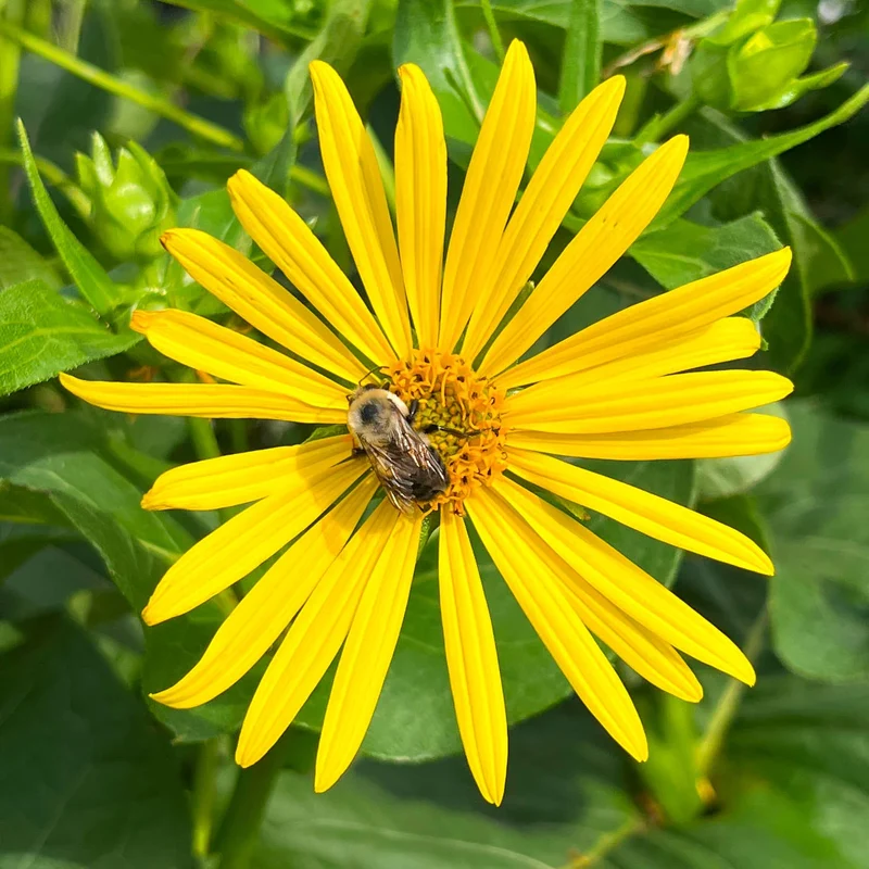Silphe perfolié