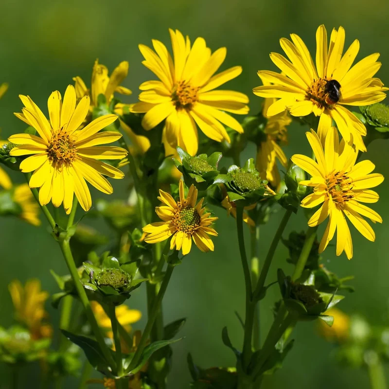 Silphe perfolié