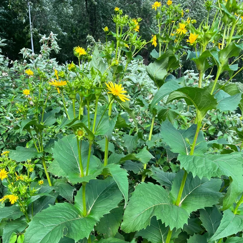 Silphe perfolié