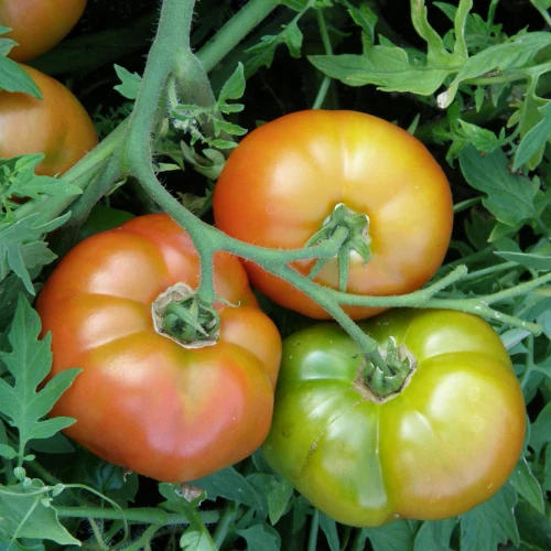 Tomate standard Silvery Fir Tree - Bio