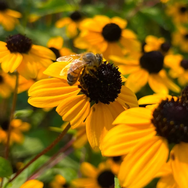 Rudbeckie trilobée