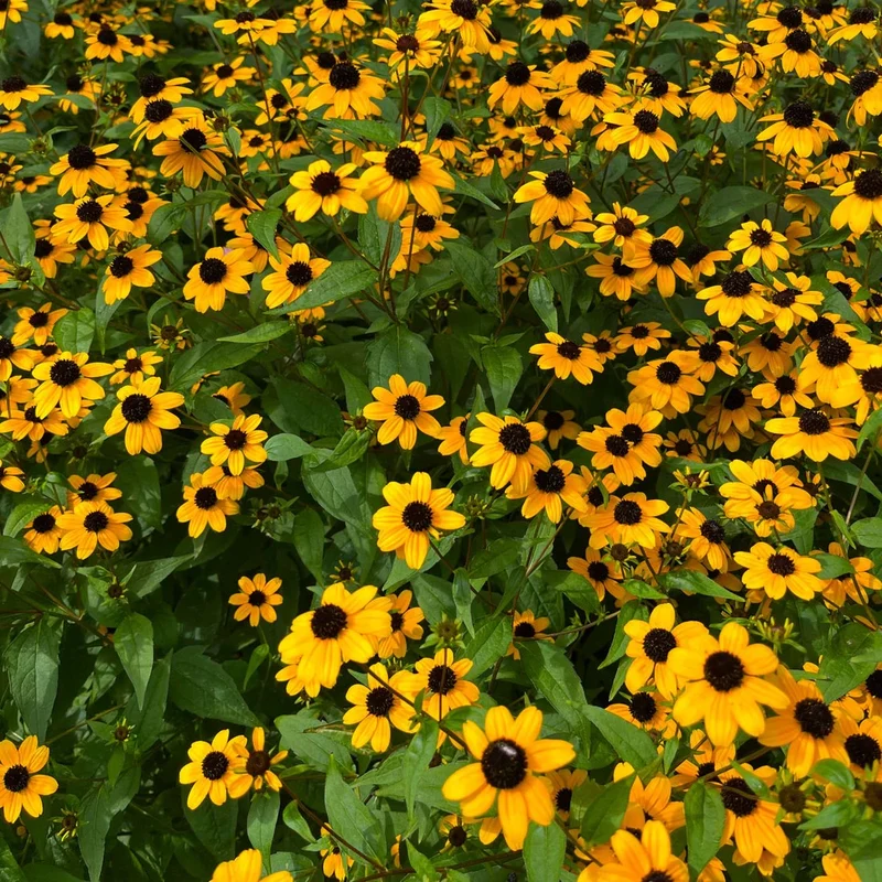 Rudbeckie trilobée