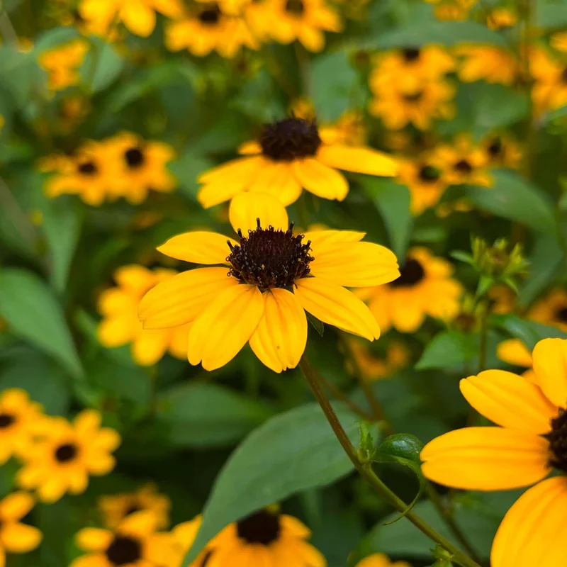 Rudbeckie trilobée