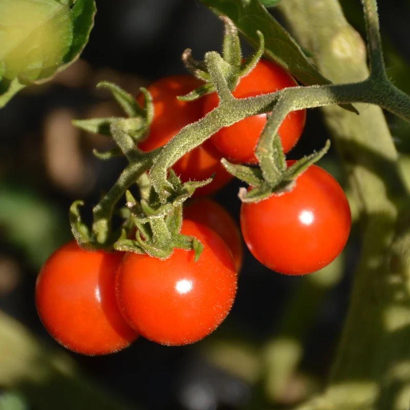 Tomate cerise Matt’s Wild Cherry - Bio