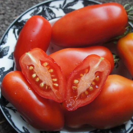 Tomate italienne Dix doigts de Naples - Bio