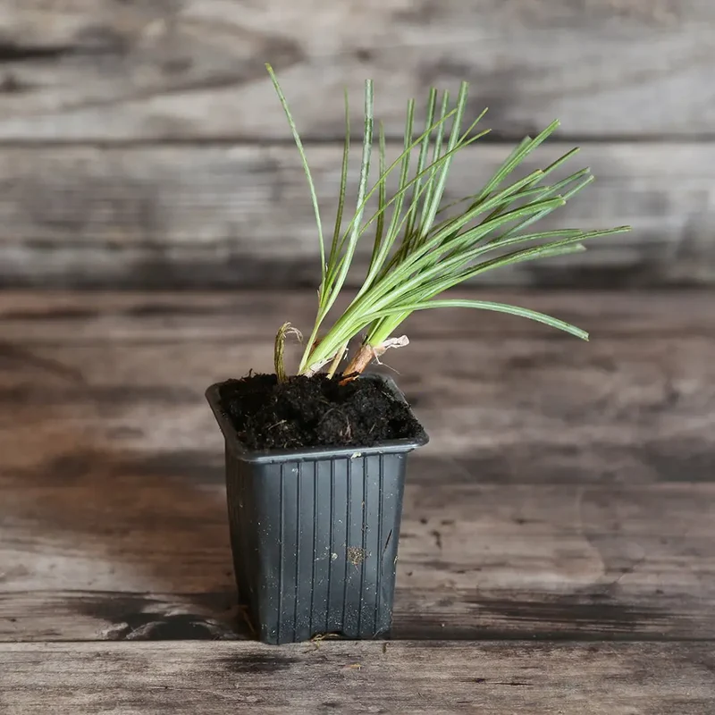 CROCUS À SAFRAN AB - PLANT