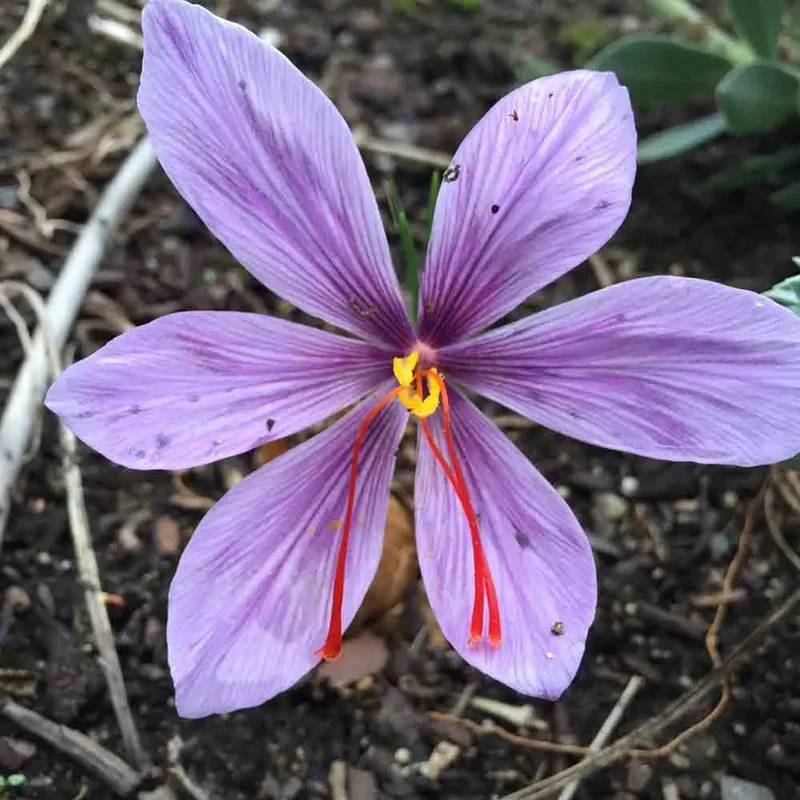 CROCUS À SAFRAN AB - PLANT