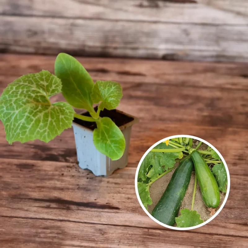 COURGETTE VERTE NON COUREUSE DES MARAÎCHERS AB - PLANT