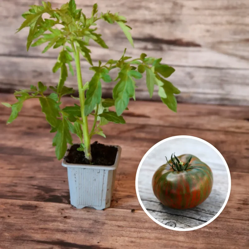 TOMATE CHOCOLATE STRIPES AB - PLANT