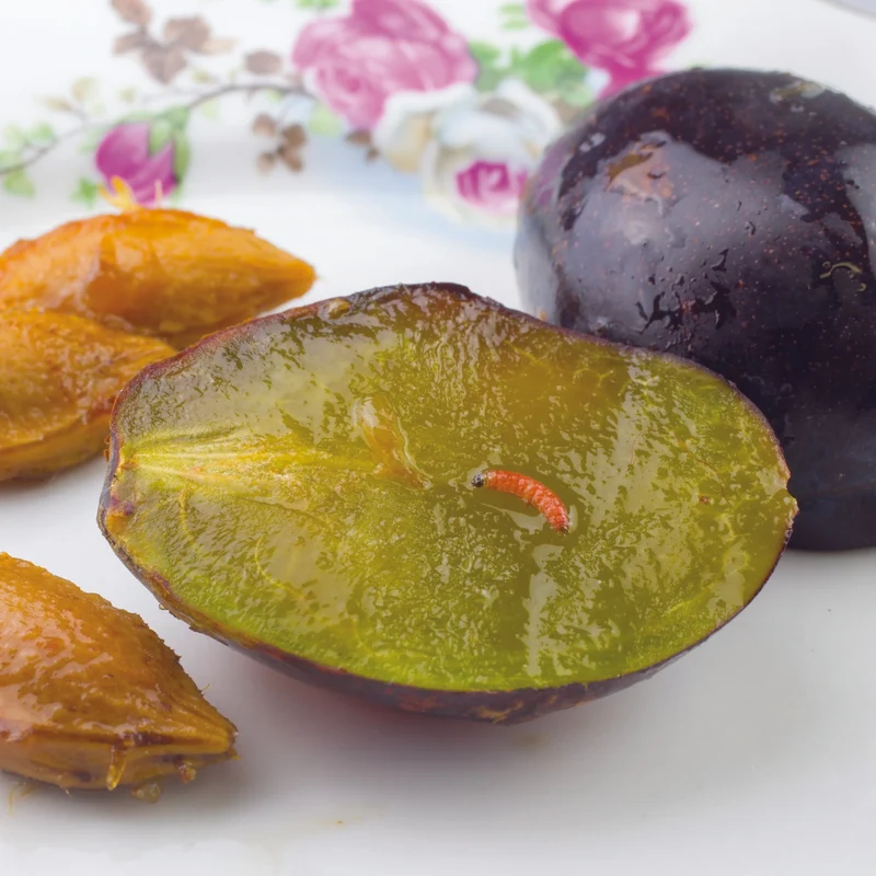 PHEROMONES CONTRE LE VER DE LA PRUNE ET MIRABELLE