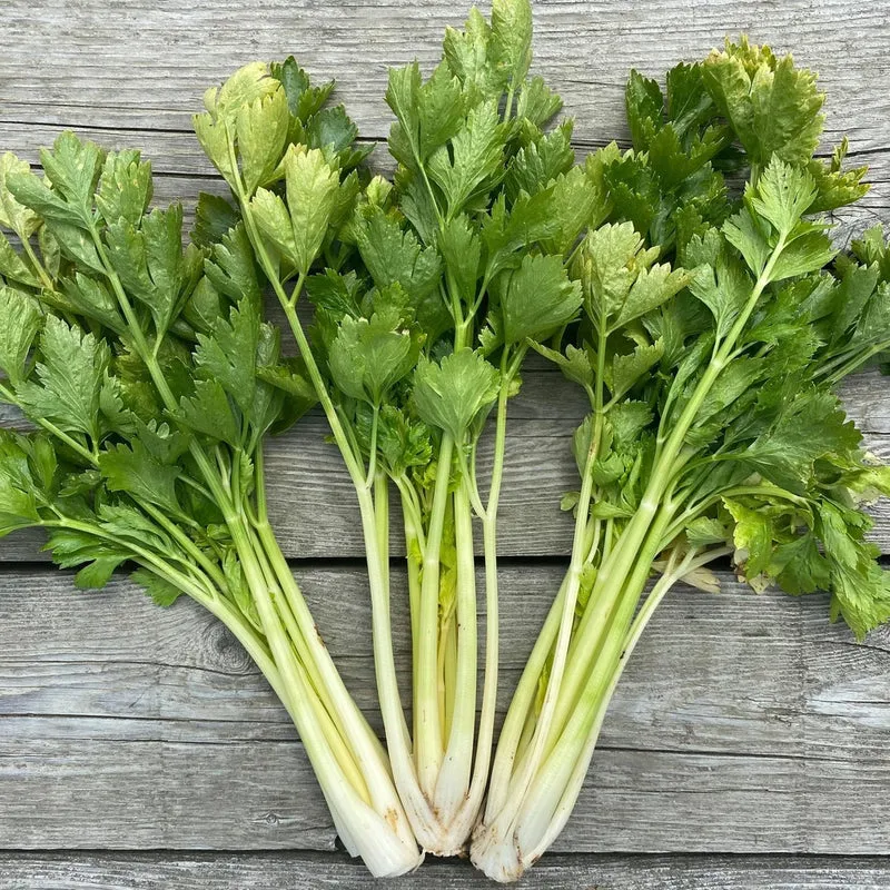 Céleri Plein Blanc Doré - Bio