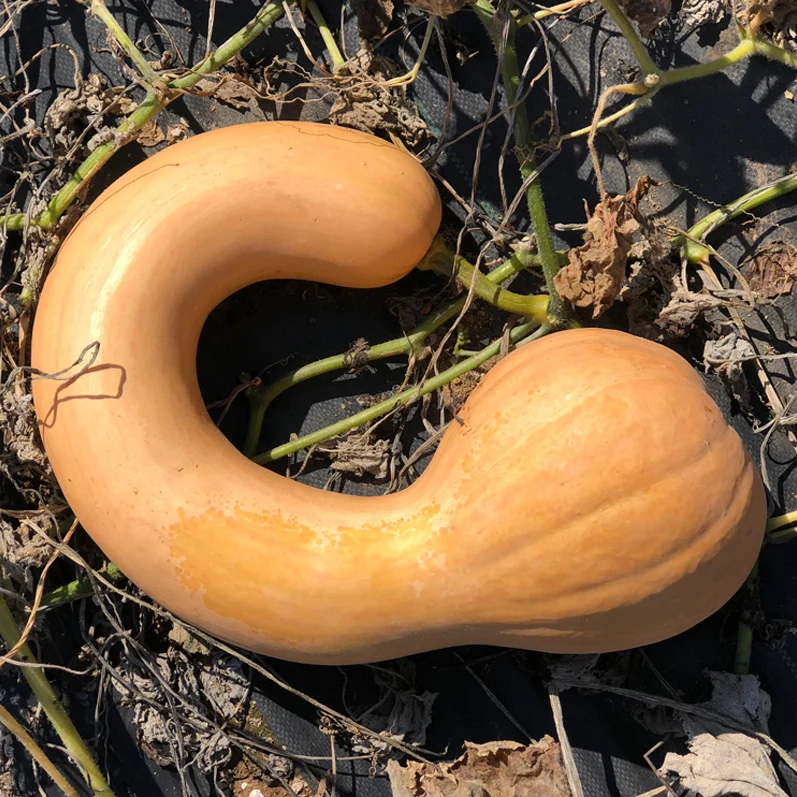 Courge Canada Crookneck - Bio