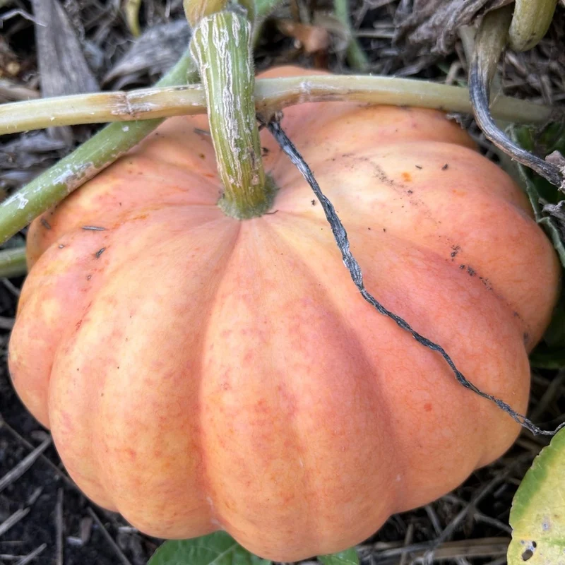 Citrouille Moranga - Bio