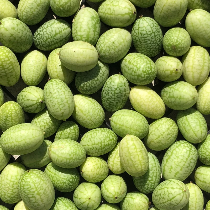 Concombre mexicain - Bio