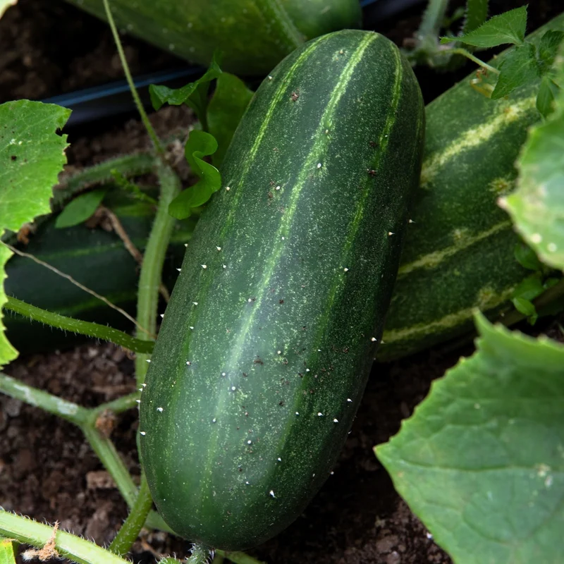 Boîte à semer - Mon potager urbain