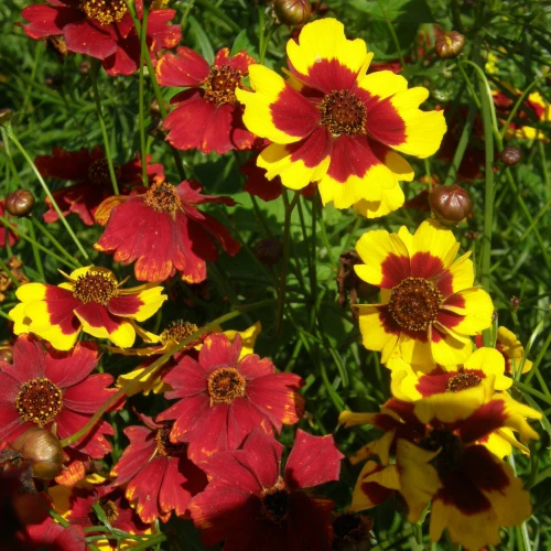Coréopsis Bouquet Magic - Bio