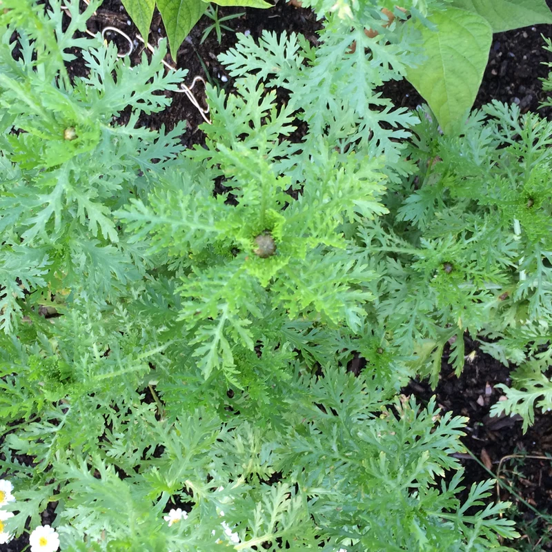 Chrysanthème comestible - Bio