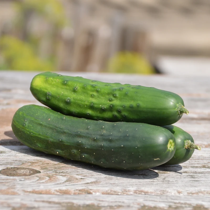 Concombre à cornichon Early Russian - Bio