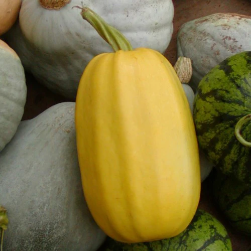 Courge Spaghetti - Bio