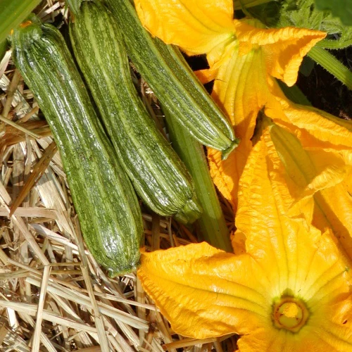 Courgette Costata Romanesco - Bio