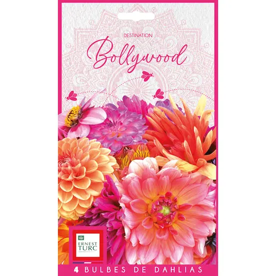 DAHLIA BOLLYWOOD (ASSORTIMENT)