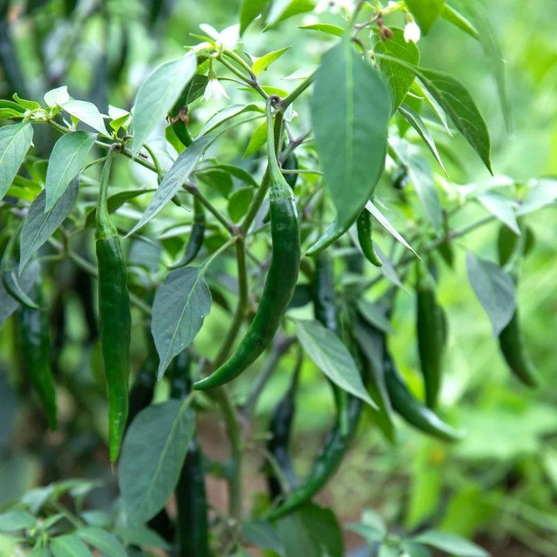 Piment Prik Chi Faa - Bio